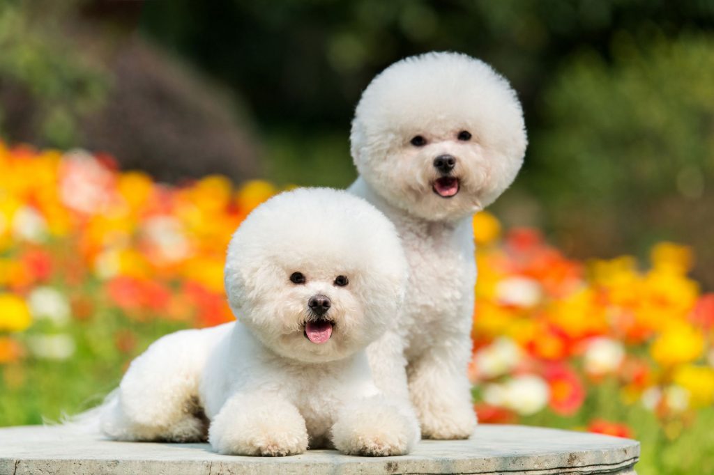 Cute Dogs For Kids